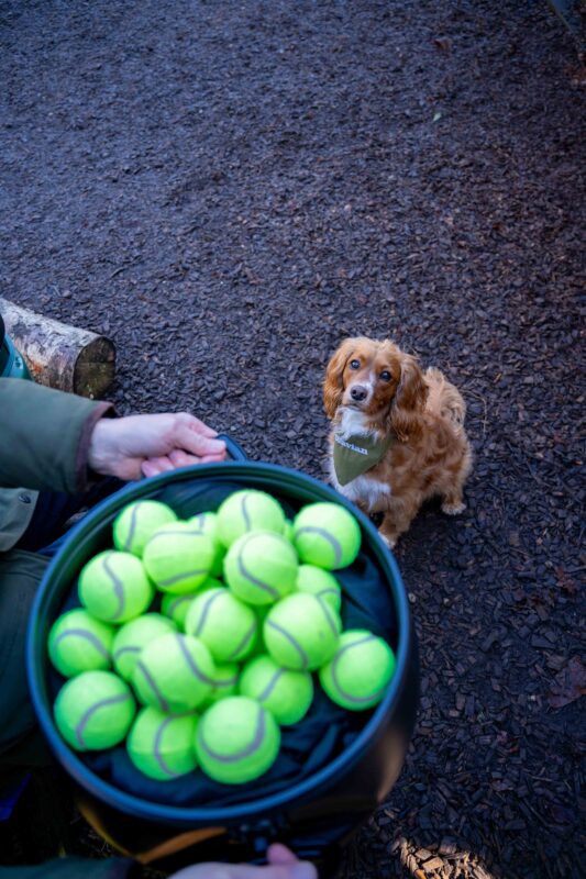 Wavian Quality Fuel Cans & Accessories