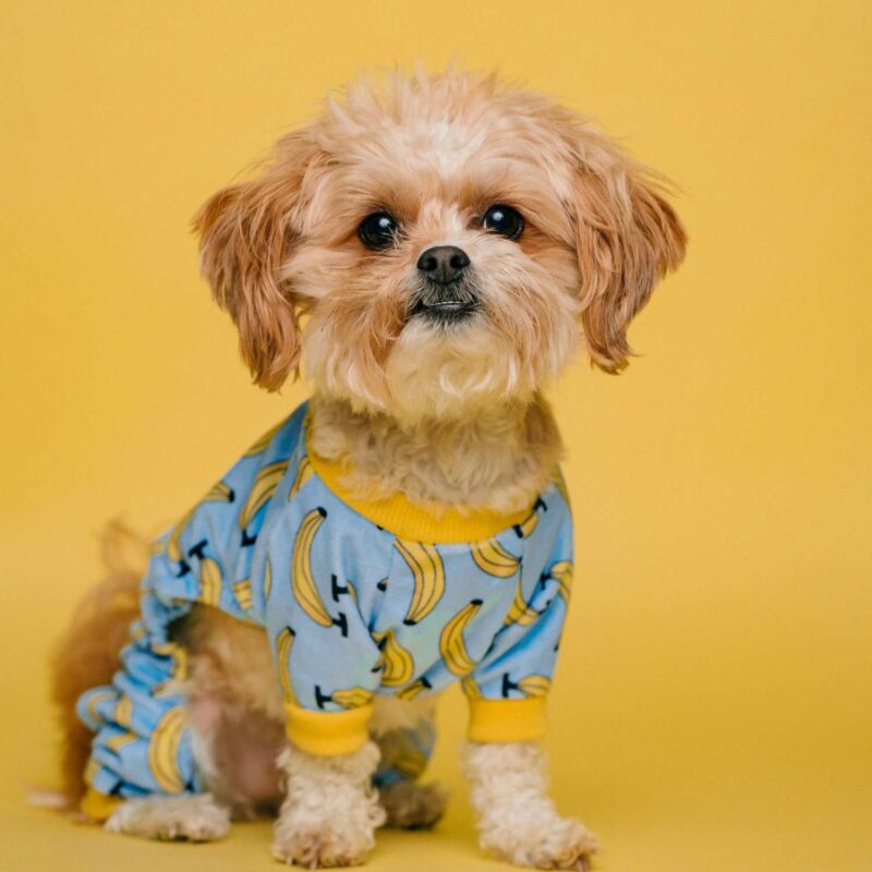 Wavian Quality Fuel Cans & Accessories